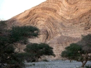 Acacia Trees in Israel by Bob Nolan